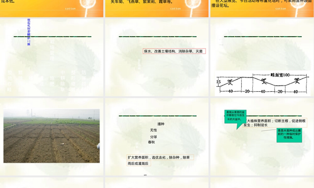 花卉露地栽培管理PPT课件.ppt