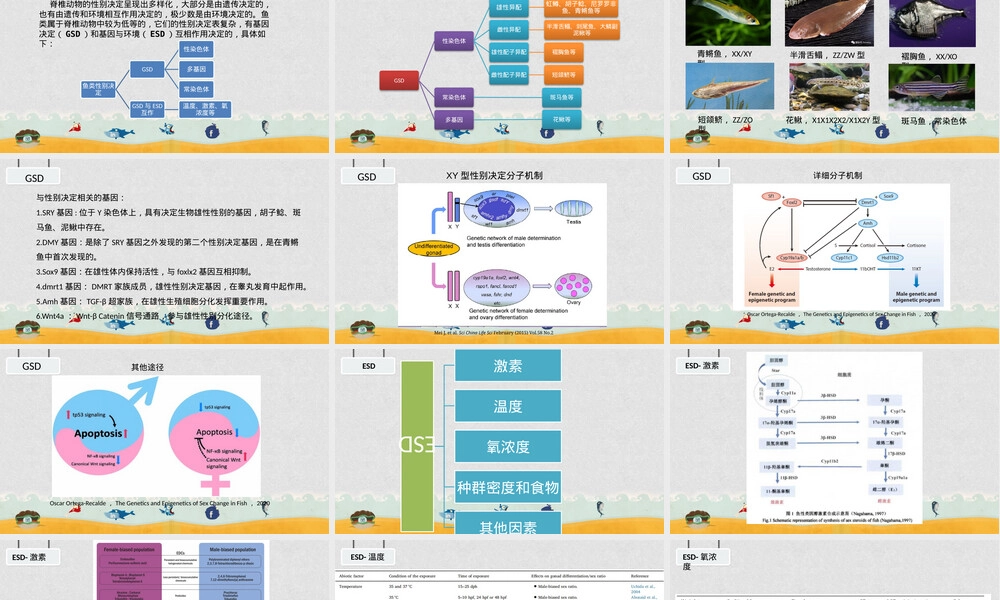 鱼类的性别决定PPT课件.pptx