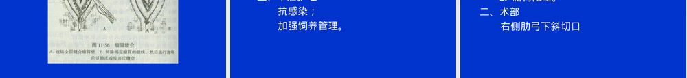 牛的胃肠手术教学PPT课件.ppt