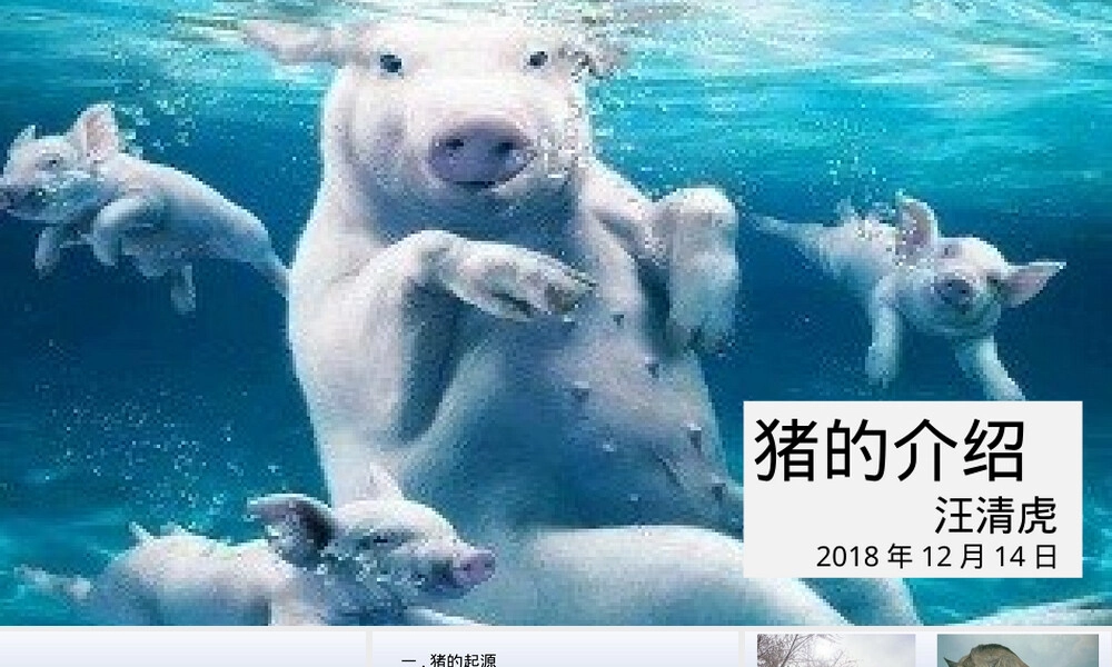 猪的生物学特征与养殖知识PPT课件.pptx