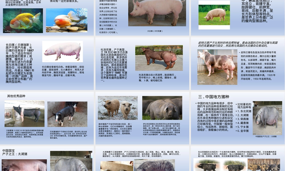 猪的生物学特征与养殖知识PPT课件.pptx