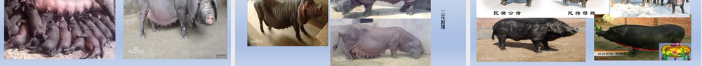 猪的生物学特征与养殖知识PPT课件.pptx