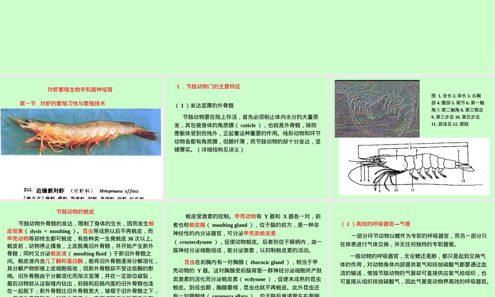 对虾繁殖生物学与苗种培育PPT课件.ppt