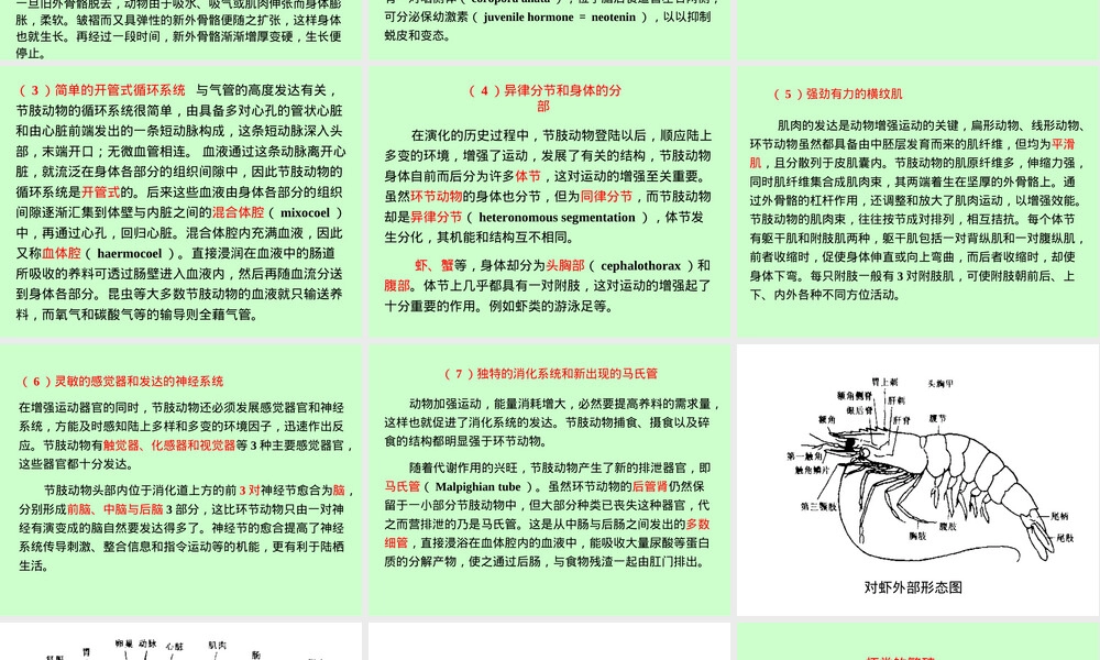 对虾繁殖生物学与苗种培育PPT课件.ppt