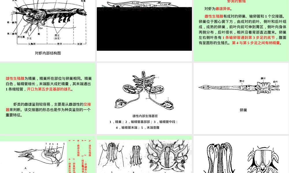 对虾繁殖生物学与苗种培育PPT课件.ppt