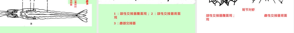 对虾繁殖生物学与苗种培育PPT课件.ppt