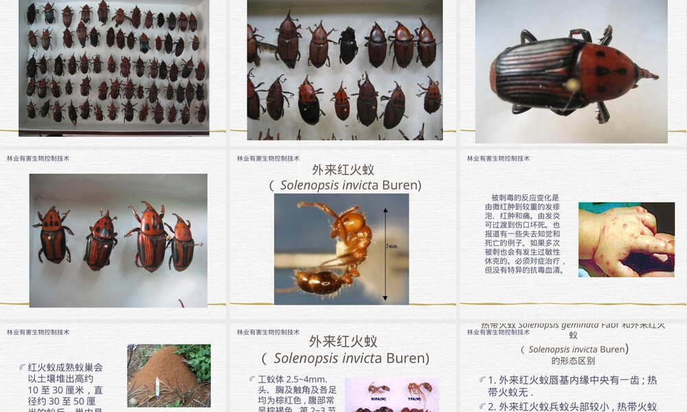 林业有害生物控制技术之检疫性有害生物认识PPT课件.ppt