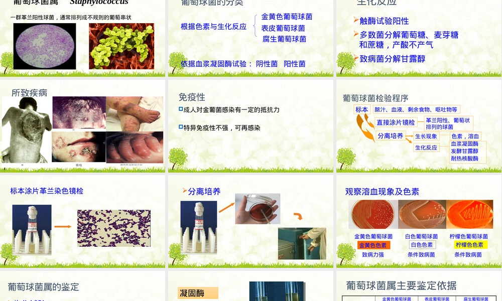 葡萄球菌属鉴定教学PPT课件.pptx