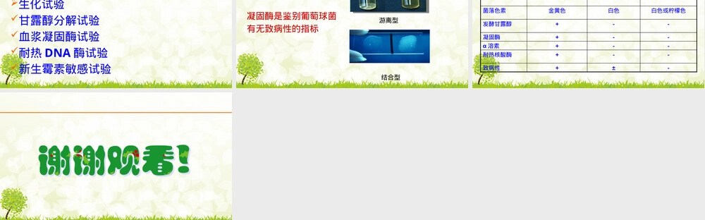 葡萄球菌属鉴定教学PPT课件.pptx