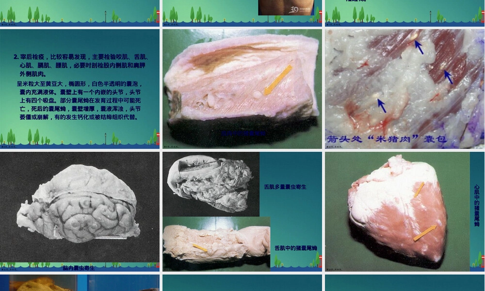 人畜共患寄生虫病检疫培训PPT课件.ppt