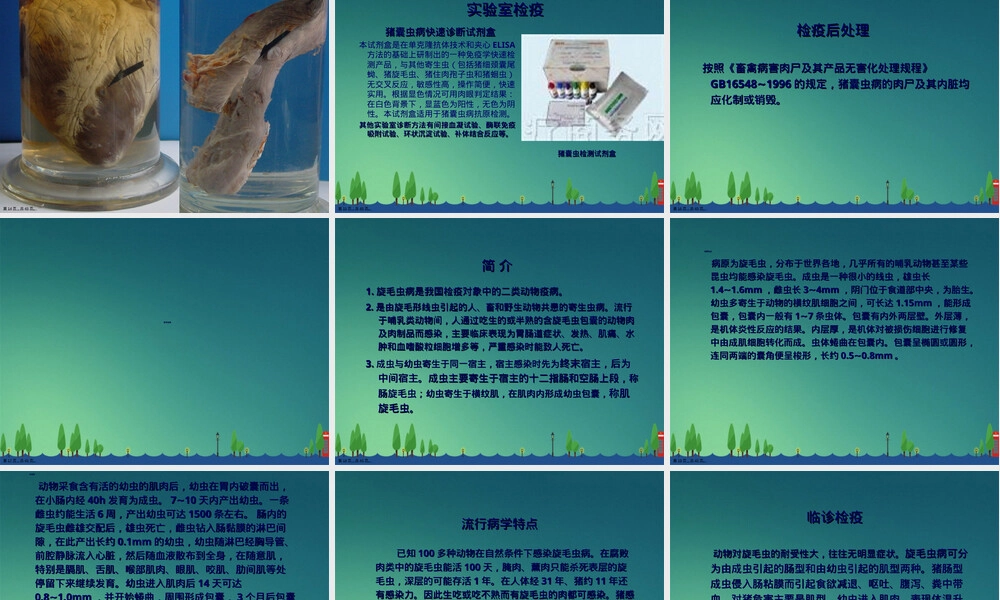 人畜共患寄生虫病检疫培训PPT课件.ppt