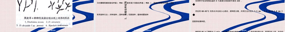森林植物检疫检验PPT课件.ppt