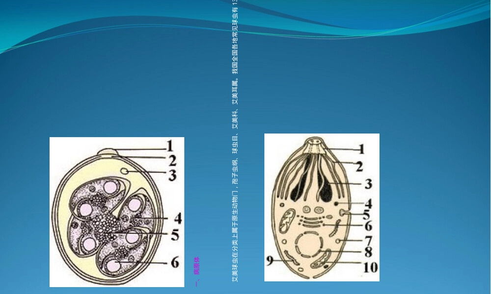 球虫概述及常见球虫病PPT课件.ppt