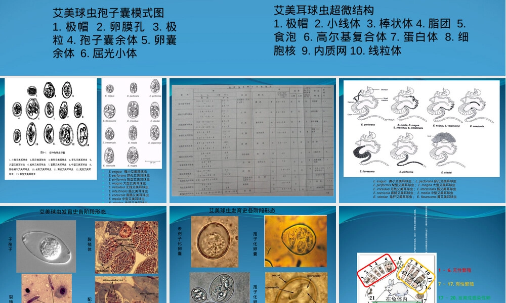 球虫概述及常见球虫病PPT课件.ppt