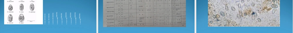 球虫概述及常见球虫病PPT课件.ppt