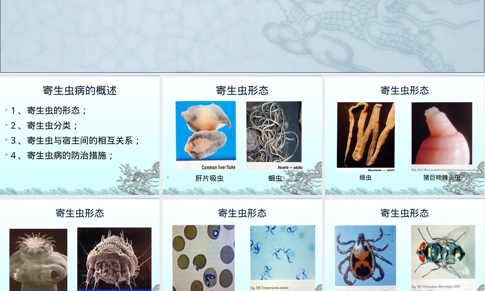 人畜寄生虫病鉴定与卫生处理PPT课件.ppt