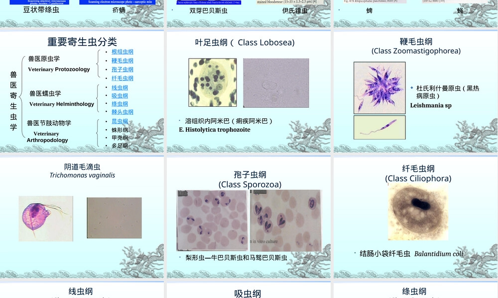 人畜寄生虫病鉴定与卫生处理PPT课件.ppt