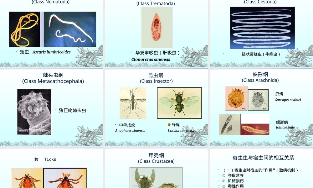 人畜寄生虫病鉴定与卫生处理PPT课件.ppt