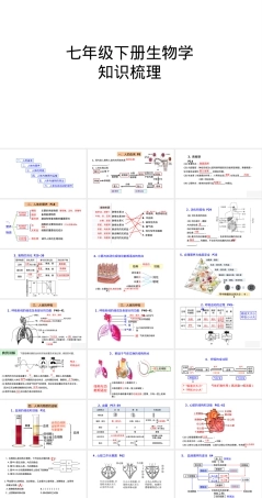 七年级下册生物知识梳理PPT课件人教版.pptx