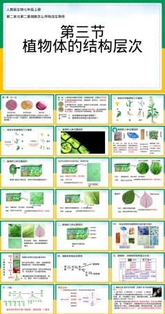 植物体的结构层次七年级生物PPT课件人教版.pptx