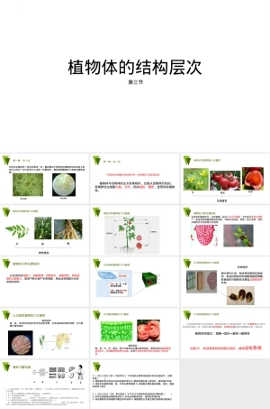 植物体的结构层次七年级生物PPT课件人教版 副本1.pptx