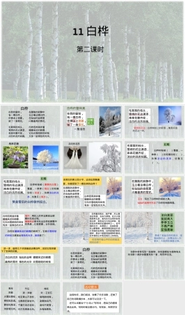 四年级语文下册白桦树第二课时教学PPT课件.pptx