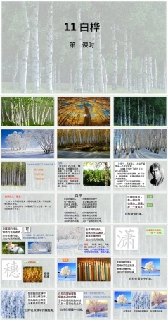 四年级语文下册白桦树第一课时教学PPT课件.pptx