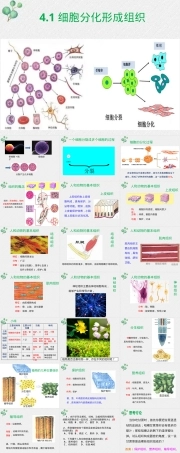 细胞分化形成组织初中生物PPT课件.pptx